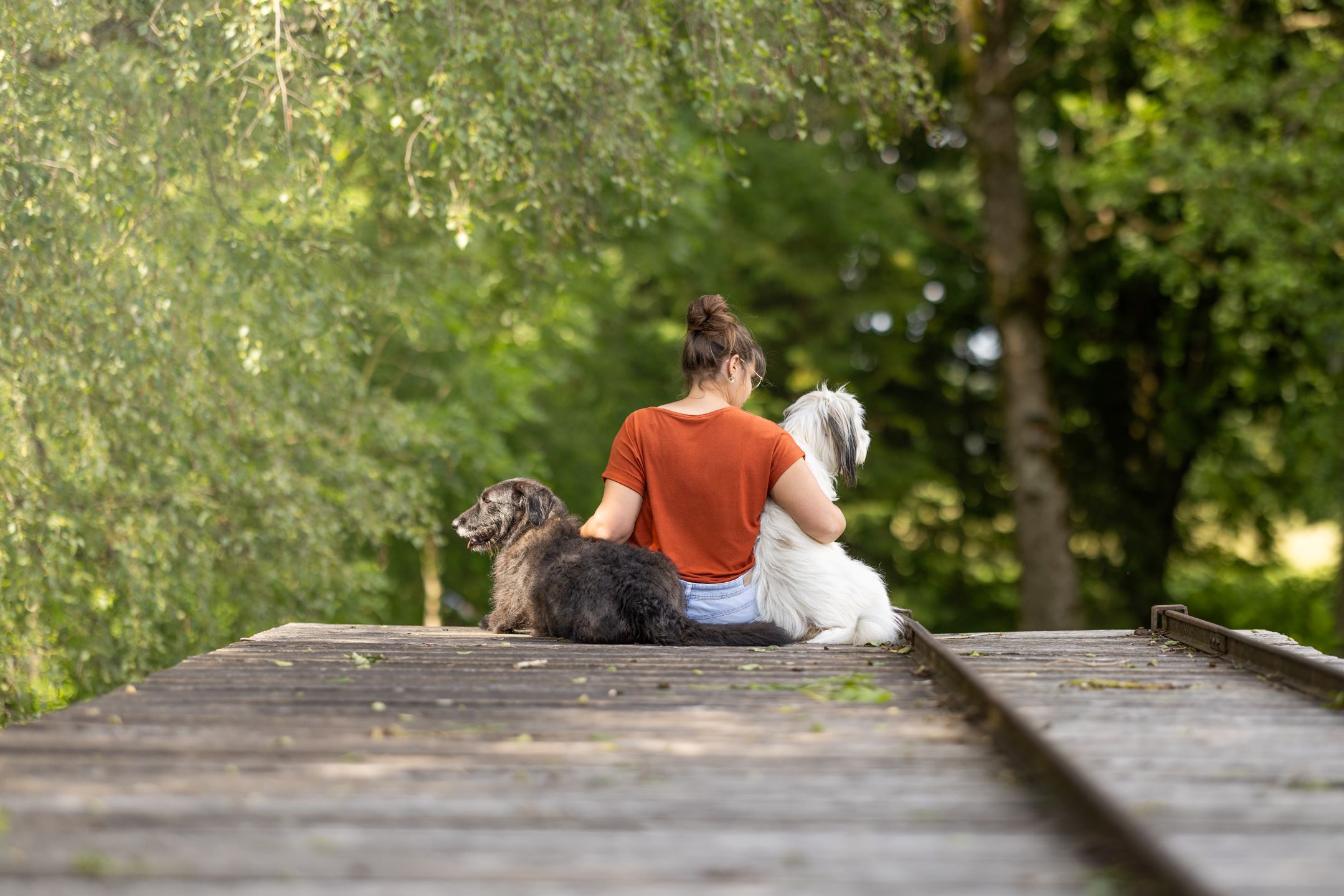 Carmes_Bunte_Hunde