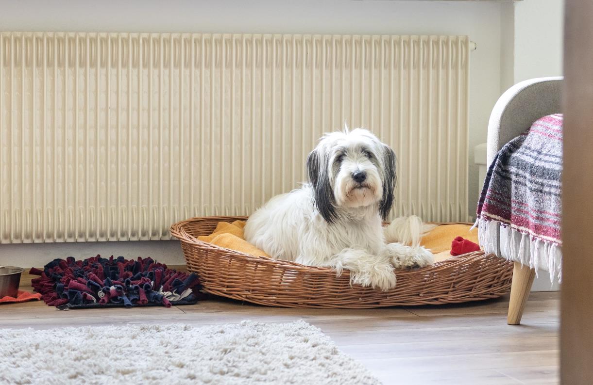 Hundebetreeung