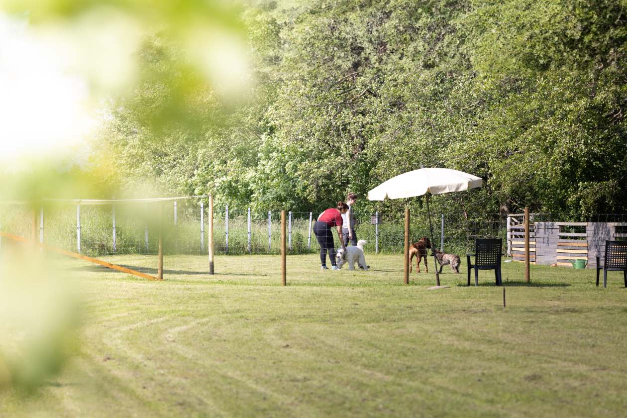 Hundebetreeung1
